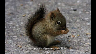 20 fotos de animales bebés que derretirán el corazón incluso de una persona insensible.