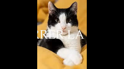 VAMOS A CORRER LA GATA